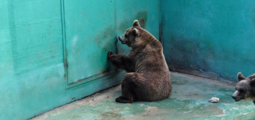 Zoo italiani tra sporcizia e sofferenza (fonte immagine: holidogtime.com)