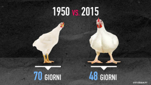 L'età media di vita di un pollo prima di essere macellato, nel 1950 e oggi.