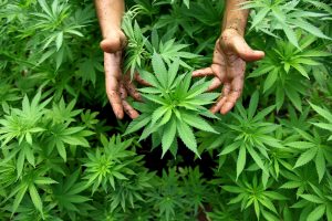 Cannabis legale http://bit.ly/2l9zlEW