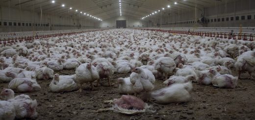 Uno degli allevamenti intensivi di polli in Italia