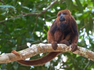 La scimmia "Bugio" (Alouatta guariba), una delle principali vittime della febbre gialla in Brasile