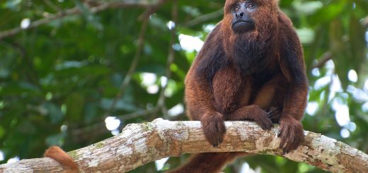 La scimmia "Bugio" (Alouatta guariba), una delle principali vittime della febbre gialla in Brasile (Foto: Peter Schoen/Wikimedia Commons)