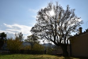 Lucciano, foto di Dario Tranzocchi