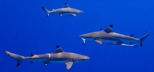 squali mediterraneo wwf