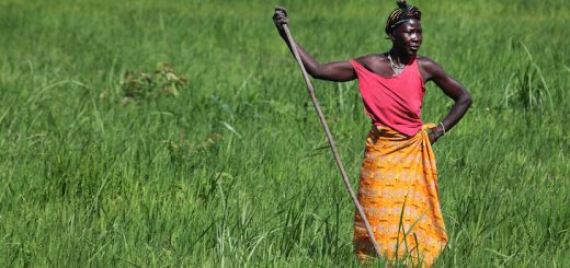 Il Sierra Leone verso un’agricoltura sostenibile e solidale
