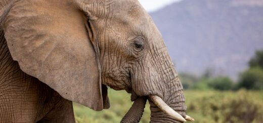 elefanti amboseli. Primo piano di un elefante africano