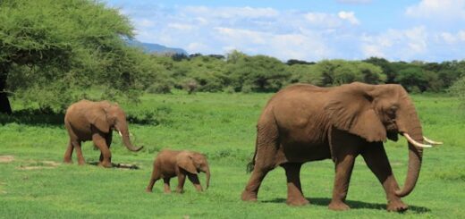 elefanti morti Kenya. Una famiglia di pachidermi cammina Nel Parco naturale