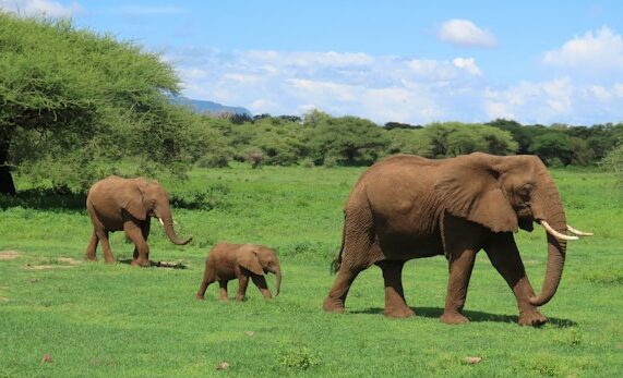 elefanti morti Kenya. Una famiglia di pachidermi cammina Nel Parco naturale
